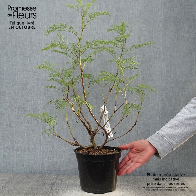 Example of Polyscias sambucifolia - Fiederaralie Topf mit 4L/5L as you get in automne