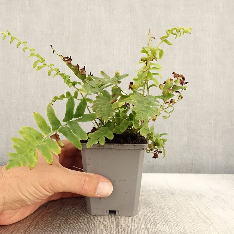 Example of Amerikanischer Weihnachtsfarn - Polystichum acrostichoides Kleine Töpfe von 8/9 cm as you get in automne