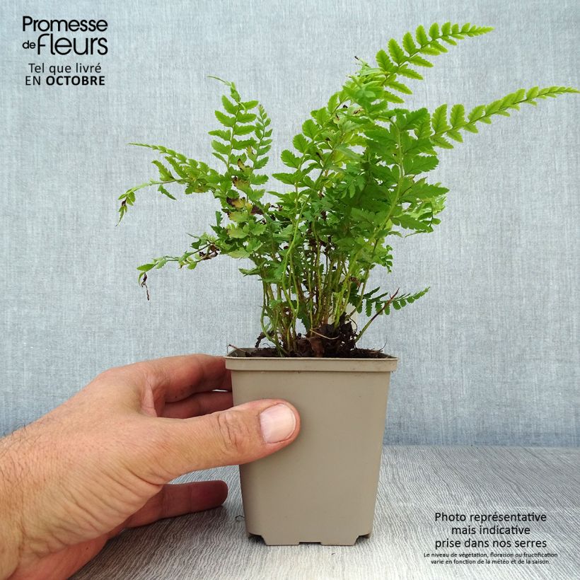 Example of Gelappter Schildfarn - Polystichum aculeatum Kleine Töpfe von 8/9 cm as you get in automne