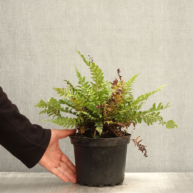 Example of Gelappter Schildfarn - Polystichum aculeatum Topf mit 2L/3L as you get in automne