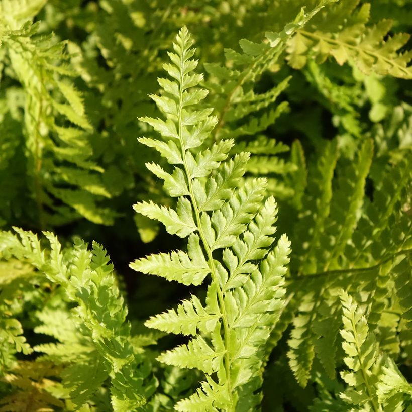 Brauns Schildfarn - Polystichum braunii (Foliage)
