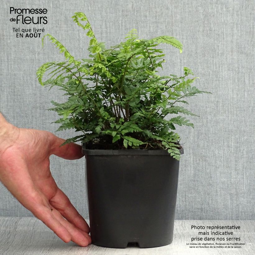 Example of Makino-Schildfarn - Polystichum makinoi Topf mit 2L/3L as you get in ete