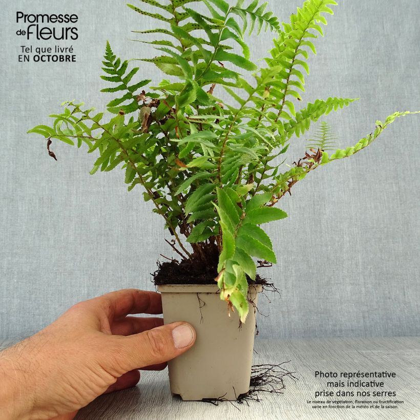 Example of Westamerikanischer Schwertfarn - Polystichum munitum Kleine Töpfe von 8/9 cm as you get in automne
