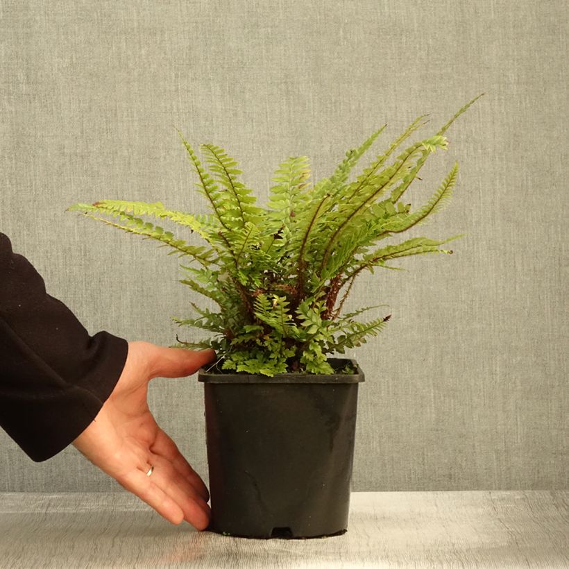 Example of Schildfarn - Polystichum neolobatum Topf mit 2L/3L as you get in automne