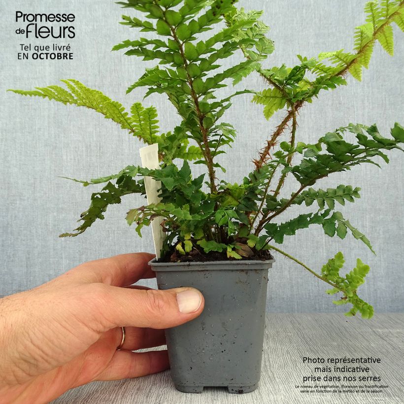 Example of Japanischer Glanzschildfarn - Polystichum polyblepharum Kleine Töpfe von 8/9 cm as you get in automne
