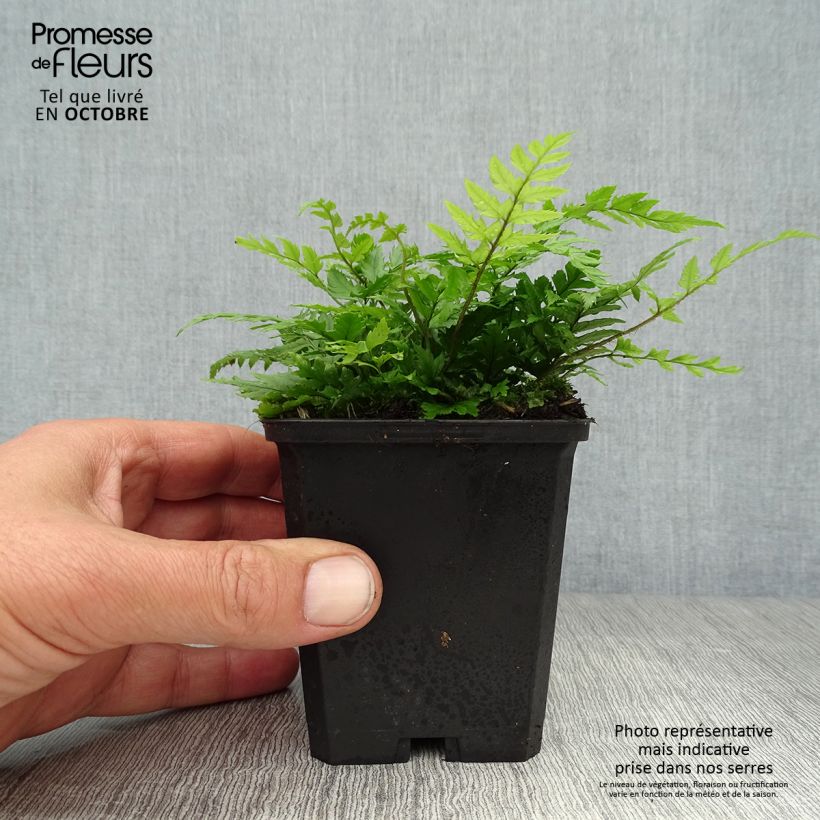 Example of Steifer Schildfarn - Polystichum rigens Kleine Töpfe von 8/9 cm as you get in automne