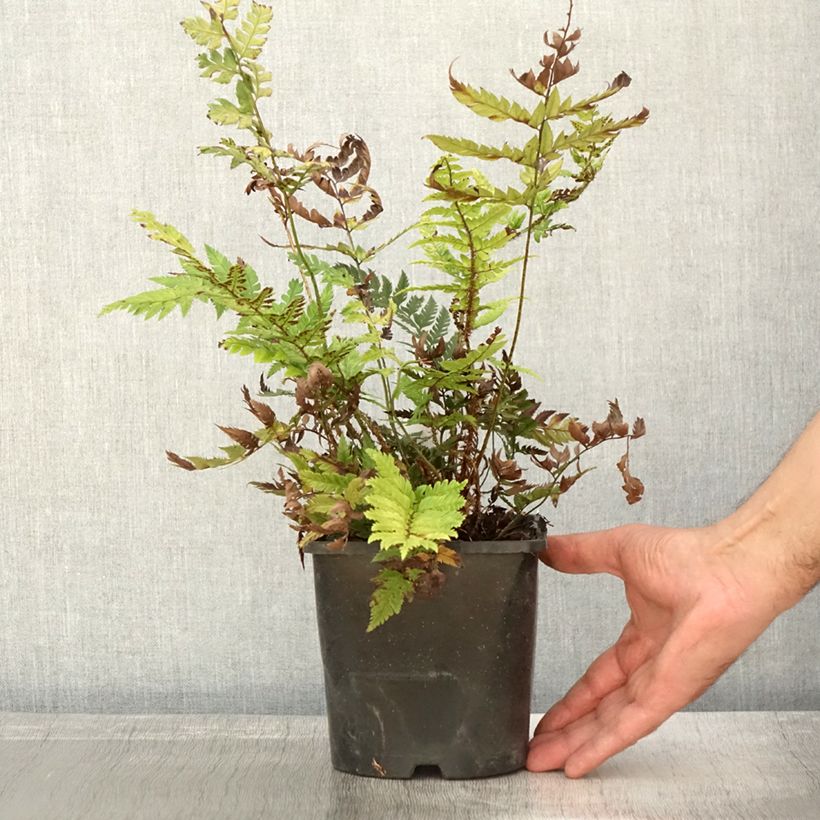 Example of Steifer Schildfarn - Polystichum rigens Topf mit 2L/3L as you get in automne