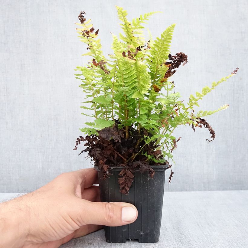 Exemplar von Weicher Schildfarn Densum - Polystichum setiferum Kleine Töpfe von 8/9 cm wie im Herbst geliefert