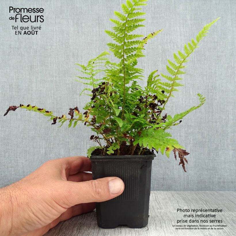 Example of Weicher Schildfarn Densum - Polystichum setiferum Kleine Töpfe von 8/9 cm as you get in ete