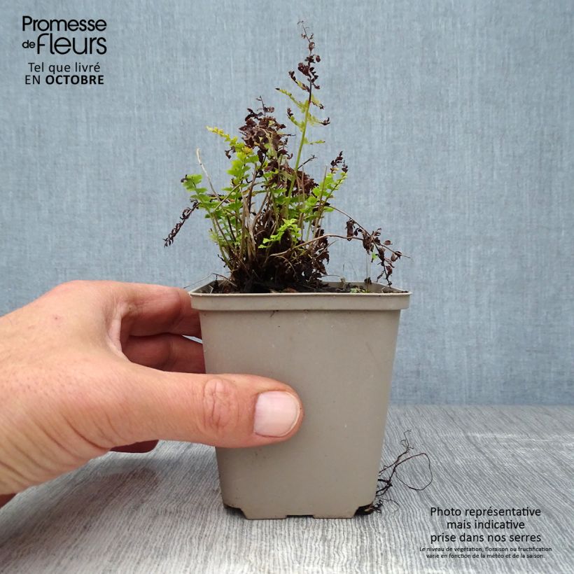 Example of Weicher Schildfarn Herrenhausen - Polystichum setiferum Kleine Töpfe von 8/9 cm as you get in automne
