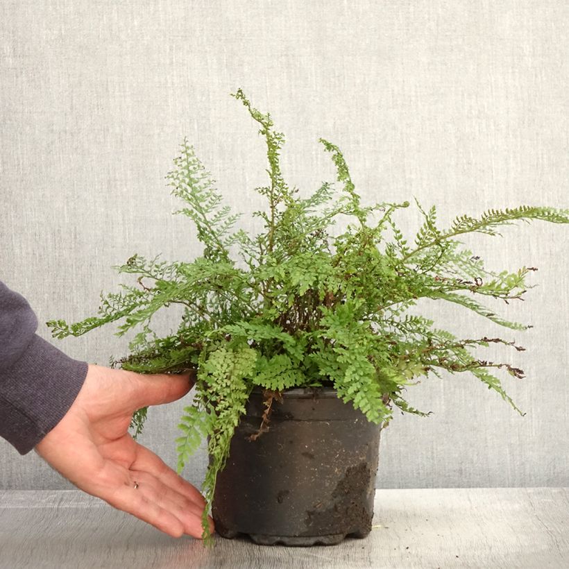 Example of Weicher Schildfarn Herrenhausen - Polystichum setiferum Topf mit 2L/3L as you get in automne