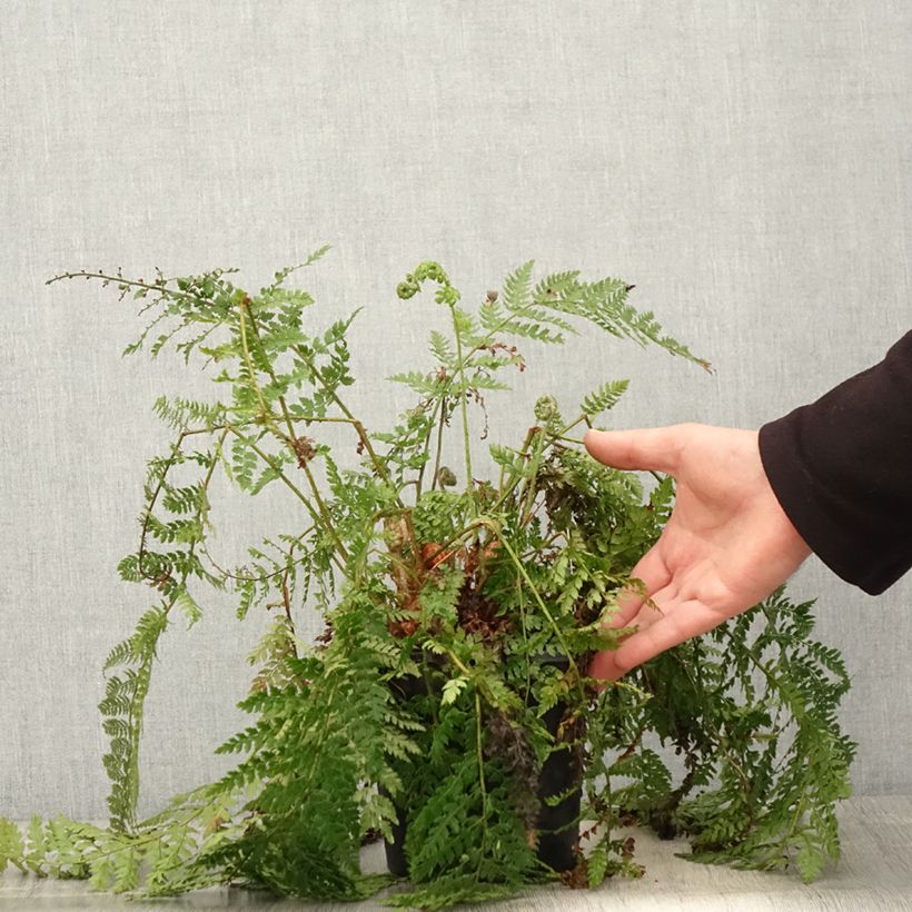 Exemplar von Weicher Schildfarn Herrenhausen - Polystichum setiferum Topf mit 2L/3L wie im Frühjahr geliefert
