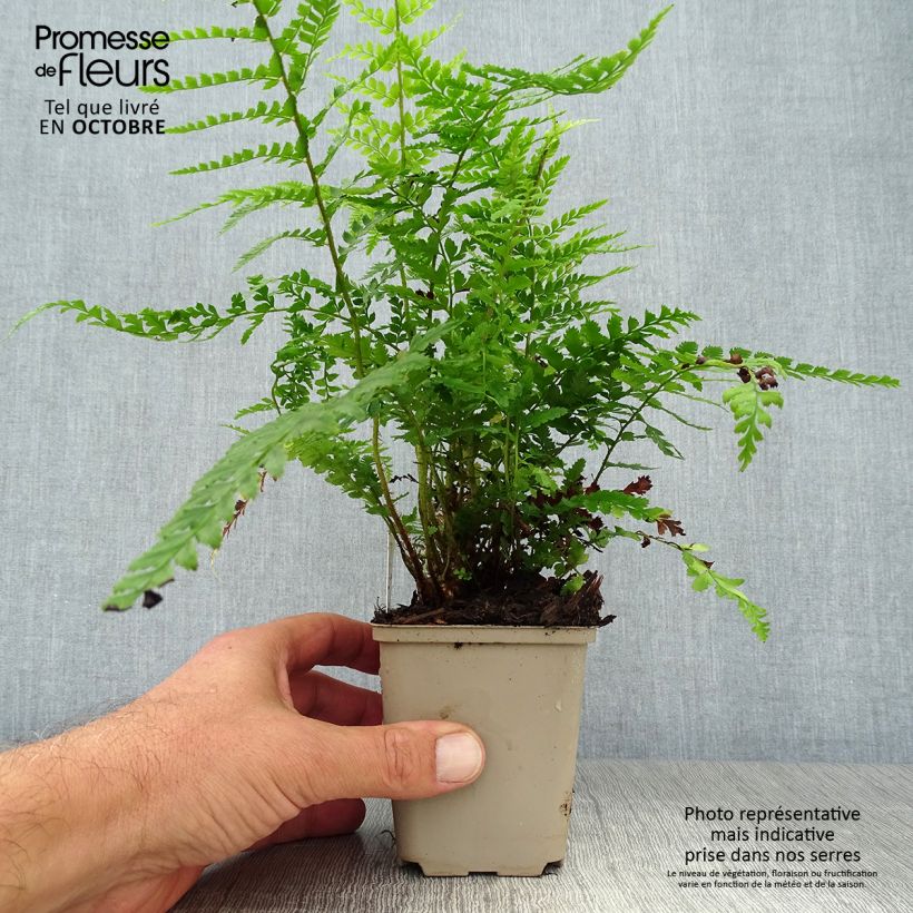 Example of Weicher Schildfarn Dahlem - Polystichum setiferum Kleine Töpfe von 8/9 cm as you get in automne