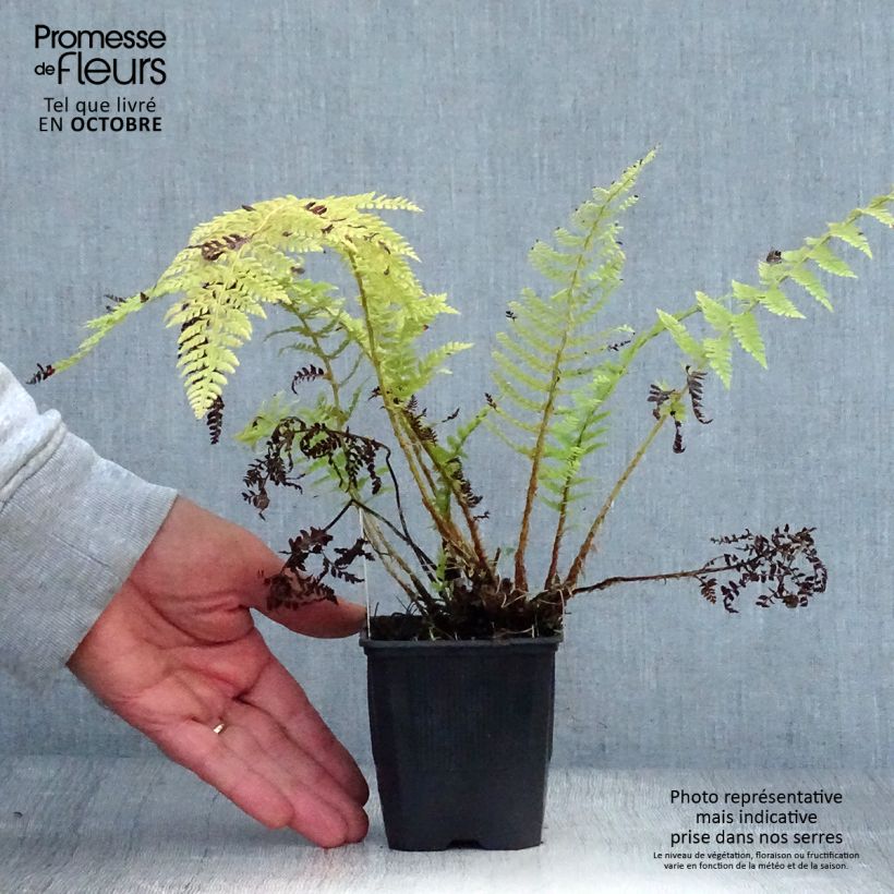 Example of Weicher Schildfarn - Polystichum setiferum Kleine Töpfe von 8/9 cm as you get in automne