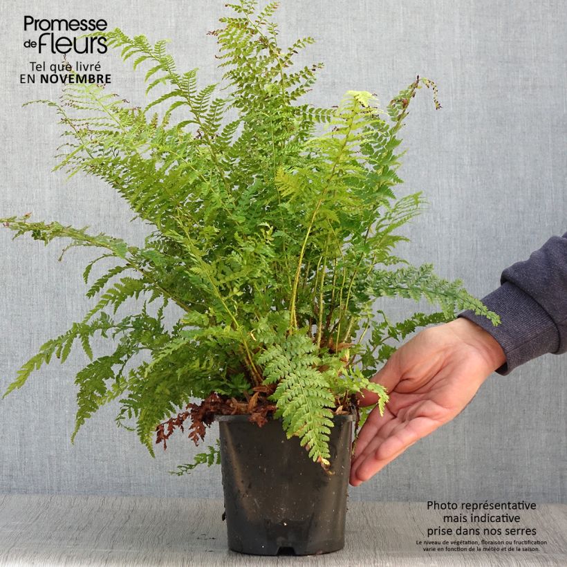 Example of Weicher Schildfarn - Polystichum setiferum Topf mit 2L/3L as you get in automne