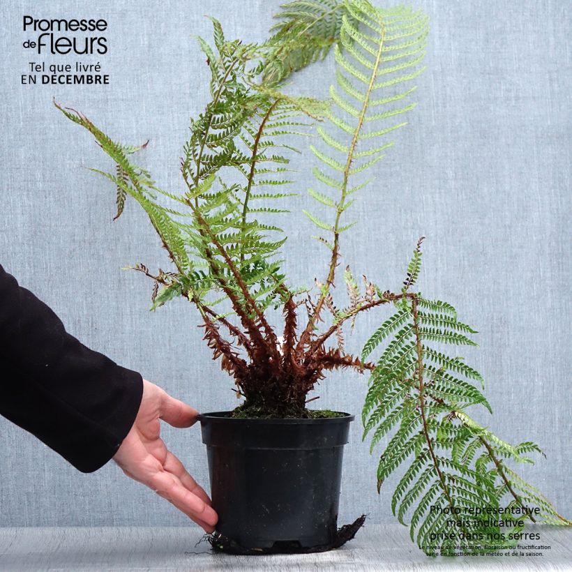 Exemplar von Weicher Schildfarn Plumosum Bevis - Polystichum setiferum Topf mit 2L/3L wie im Winter geliefert