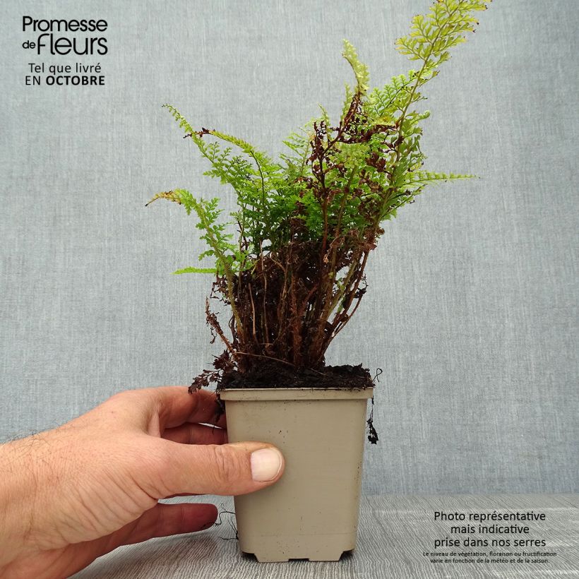 Example of Weicher Schildfarn Plumosum Densum - Polystichum setiferum Kleine Töpfe von 8/9 cm as you get in automne