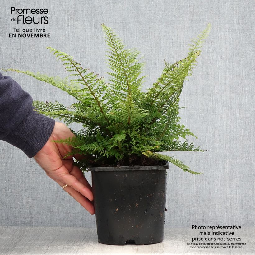 Example of Weicher Schildfarn Plumosum Densum - Polystichum setiferum Topf mit 2L/3L as you get in automne