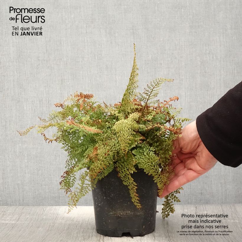 Exemplar von Weicher Schildfarn Plumosum Densum - Polystichum setiferum Topf mit 2L/3L wie im Winter geliefert