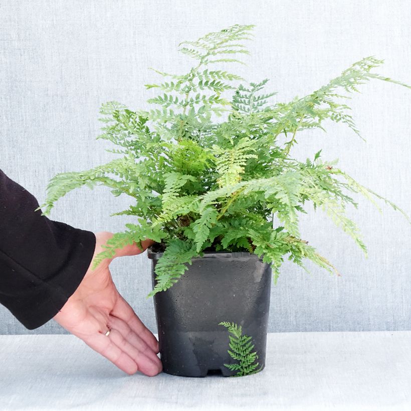 Exemplar von Weicher Schildfarn Proliferum - Polystichum setiferum Topf mit 2L/3L wie im Winter geliefert