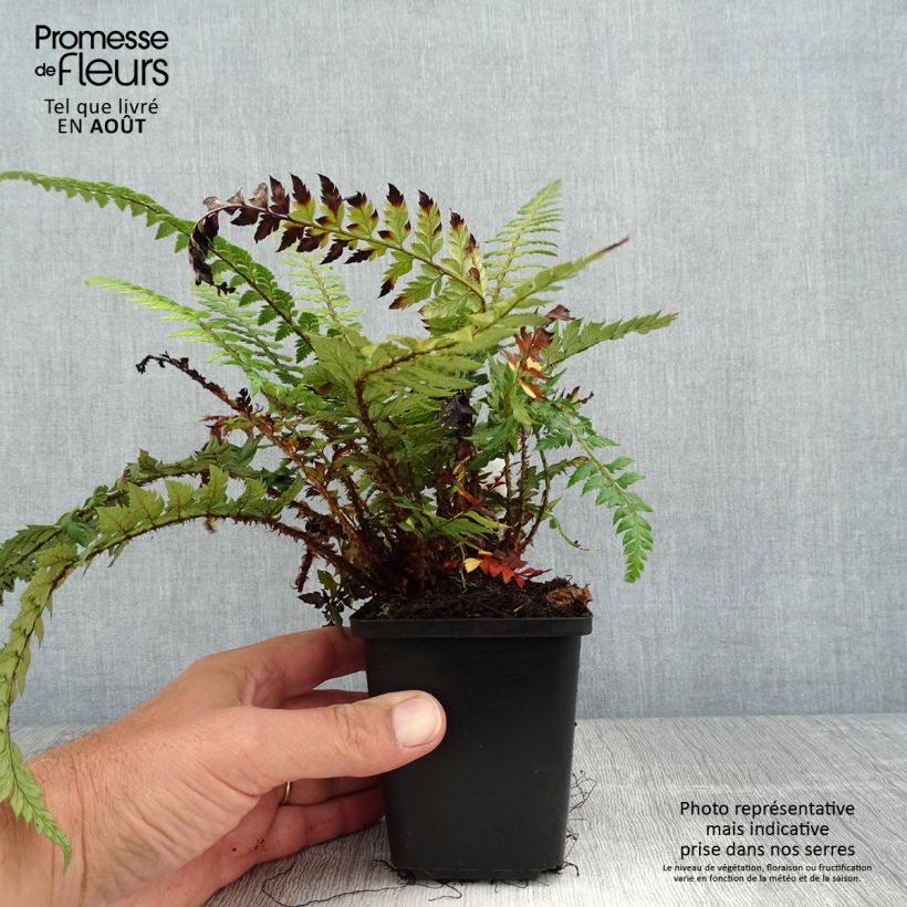 Example of Japanischer Glanzschildfarn Shiny Holy Fern - Polystichum polyblepharum Kleine Töpfe von 8/9 cm as you get in ete