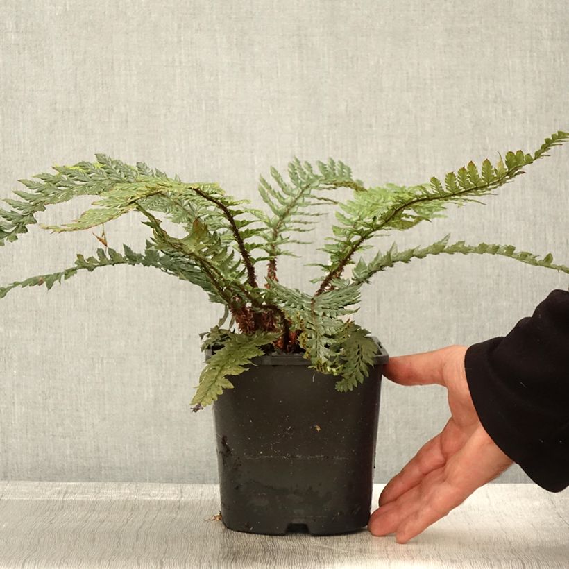 Example of Japanischer Glanzschildfarn Shiny Holy Fern - Polystichum polyblepharum Topf mit 2L/3L as you get in automne