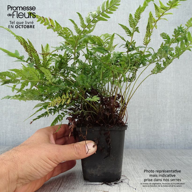 Example of Tsus-Sima-Schildfarn - Polystichum tsus-simense Kleine Töpfe von 8/9 cm as you get in automne