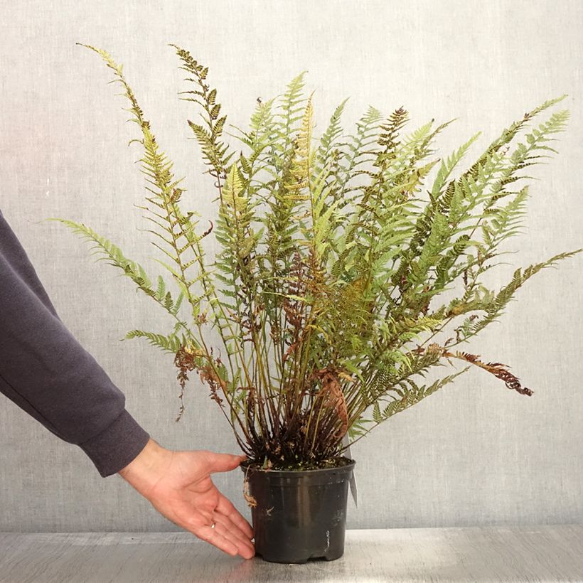 Example of Tsus-Sima-Schildfarn - Polystichum tsus-simense Topf mit 2L/3L as you get in automne