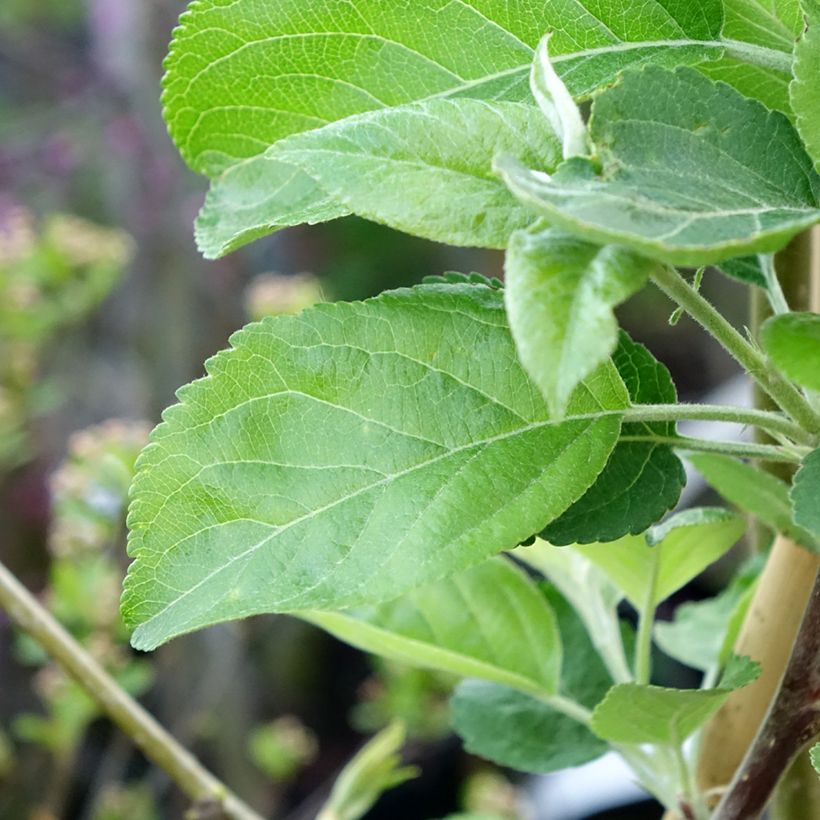 Apfelbaum Ananas Berżenicki - Malus domestica (Foliage)