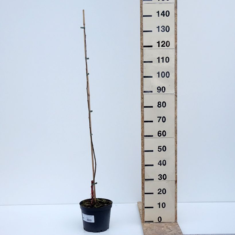 Exemplar von Apfelbaum Ananas Berżenicki - Malus domestica Topf mit 4L/5L, Gobelet-Form wie im Winter geliefert