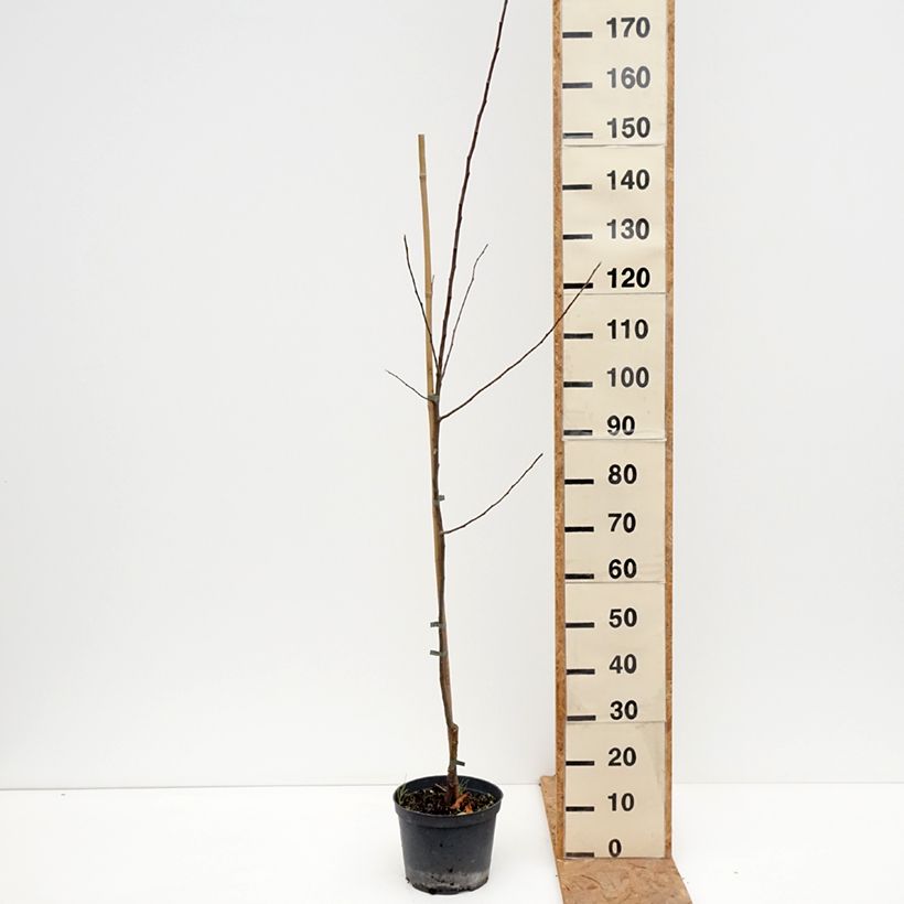Exemplar von Apfelbaum Ananas Berżenicki - Malus domestica Topf mit 4L/5L, Heister wie im Herbst geliefert