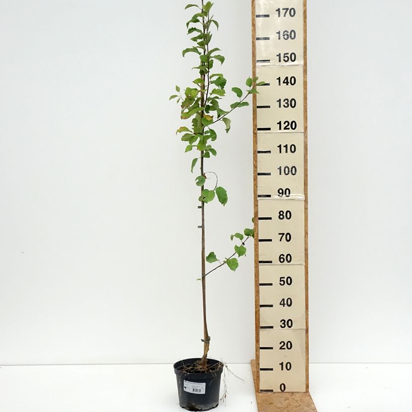 Example of Apfelbaum Ananas Berżenicki - Malus domestica Topf mit 4L/5L, Gobelet-Form as you get in ete