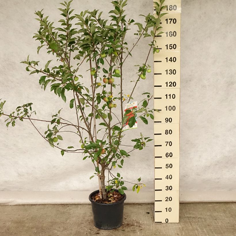 Exemplar von Apfelbaum Antares - Malus domestica Topf mit 7,5L/10L, Gobelet-Form wie im Sommer geliefert