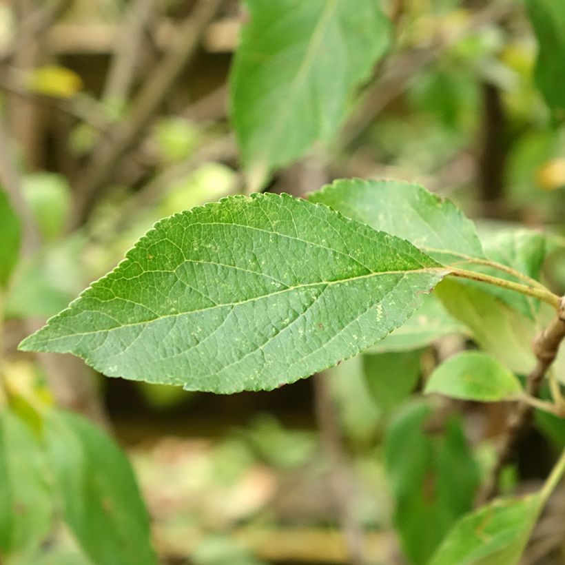 Apfelbaum Antares - Malus domestica (Foliage)