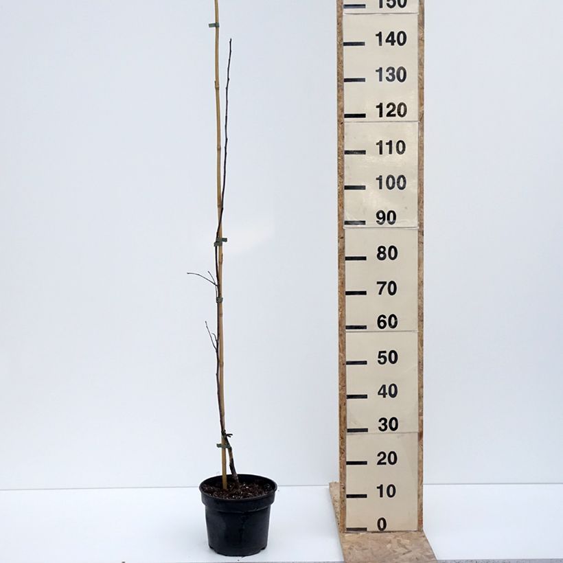 Exemplar von Apfelbaum Antonówka Półtorapoundowa - Malus domestica Topf mit 4L/5L, Heister wie im Winter geliefert