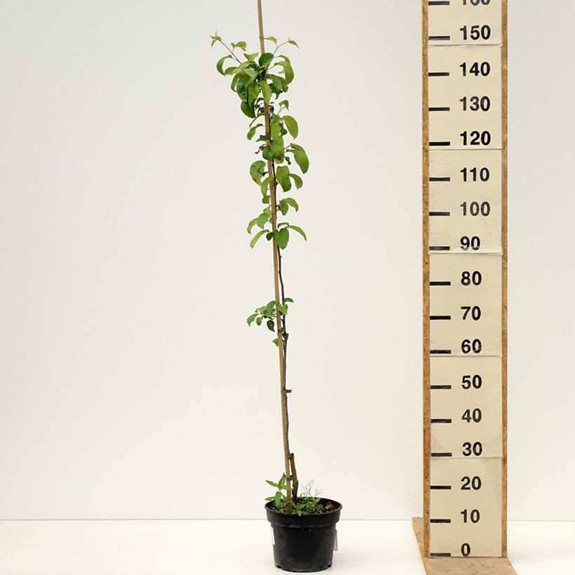 Exemplar von Apfelbaum Antonówka Półtorapoundowa - Malus domestica Topf mit 4L/5L, Heister wie im Frühjahr geliefert