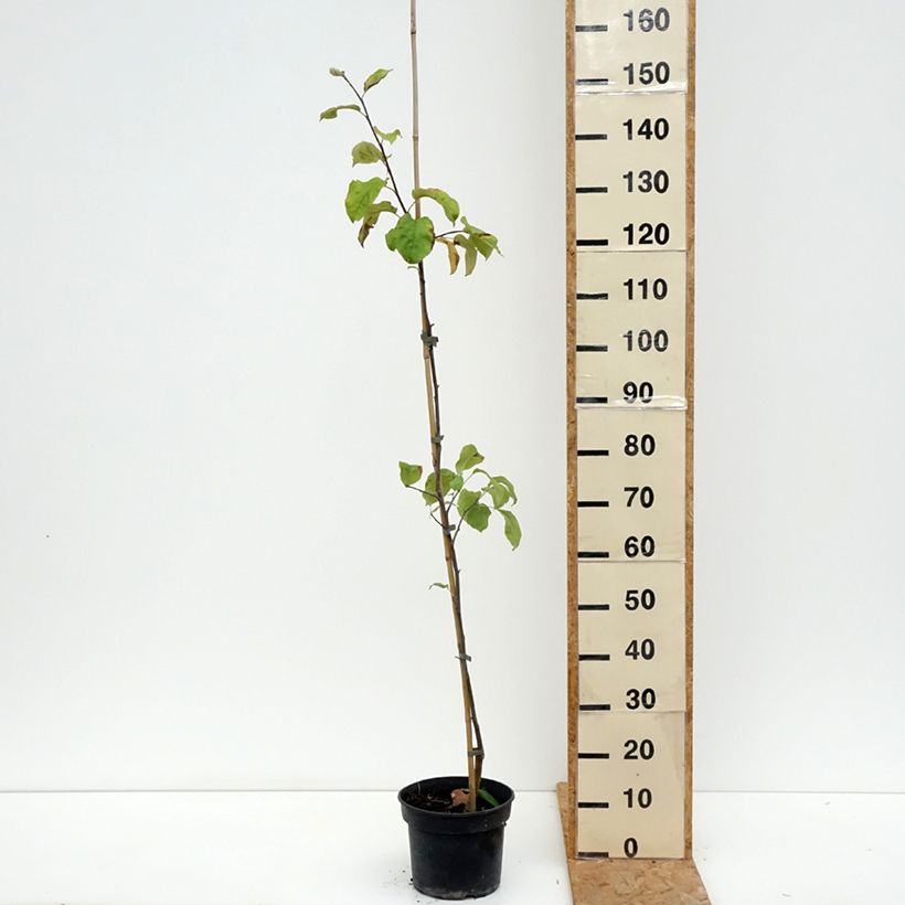 Example of Apfelbaum Antonówka Półtorapoundowa - Malus domestica Topf mit 4L/5L, Gobelet-Form as you get in ete