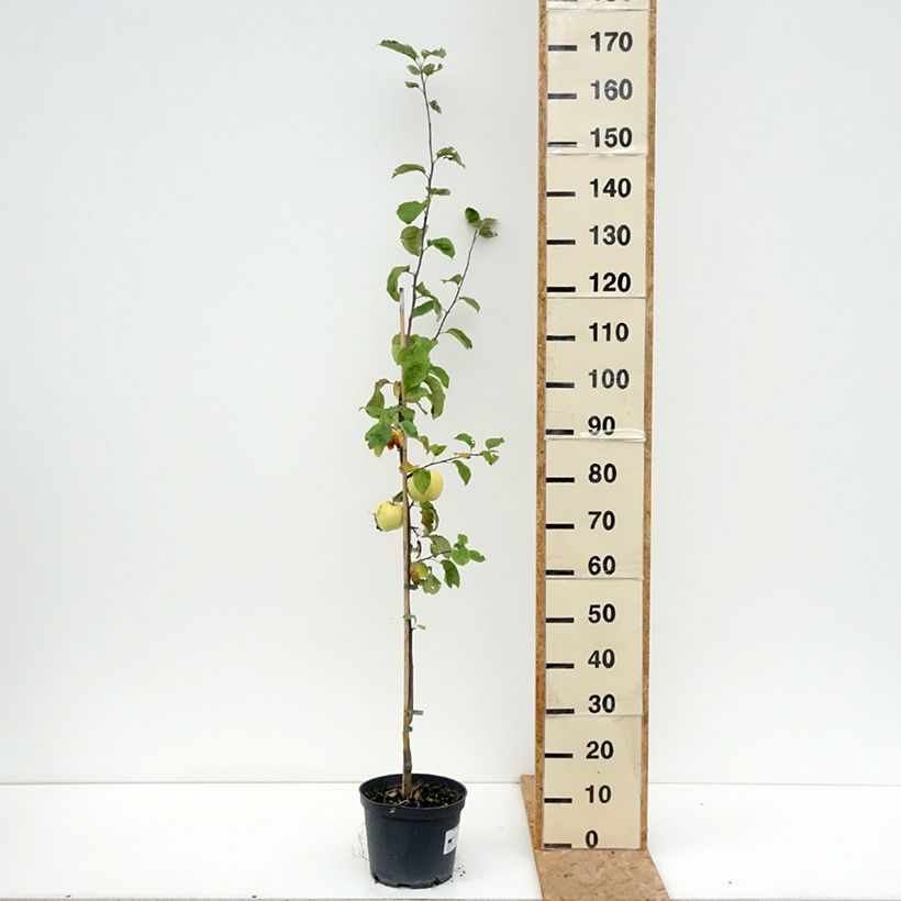Example of Apfelbaum Antonówka Zwykła - Malus domestica Topf mit 4L/5L, Gobelet-Form as you get in ete