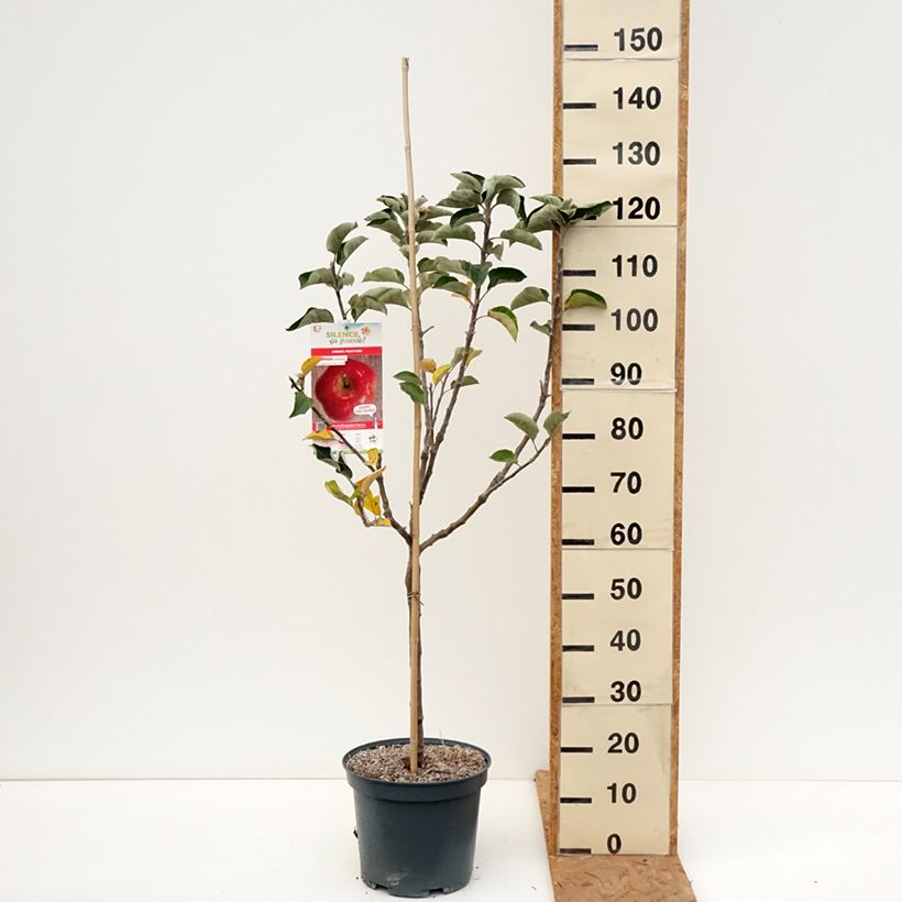 Exemplar von Apfelbaum Api Etoilé - Malus domestica Topf mit 7,5L/10L, Gobelet-Form wie im Herbst geliefert
