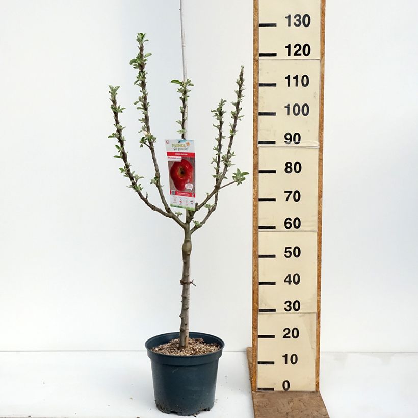 Exemplar von Apfelbaum Api Etoilé - Malus domestica Topf mit 7,5L/10L, Gobelet-Form wie im Frühjahr geliefert