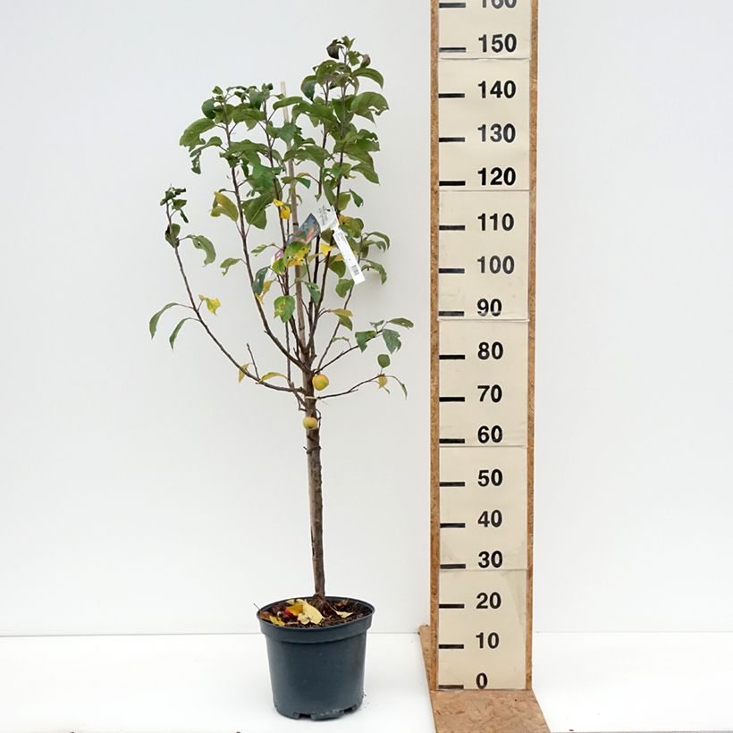 Exemplar von Apfelbaum Ariane - Malus domestica Topf mit 7,5L/10L, Gobelet-Form wie im Herbst geliefert