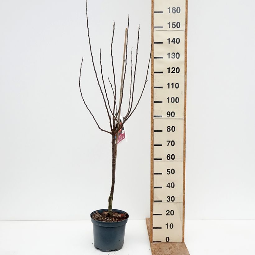 Exemplar von Apfelbaum Ariane - Malus domestica Topf mit 7,5L/10L, Gobelet-Form wie im Winter geliefert