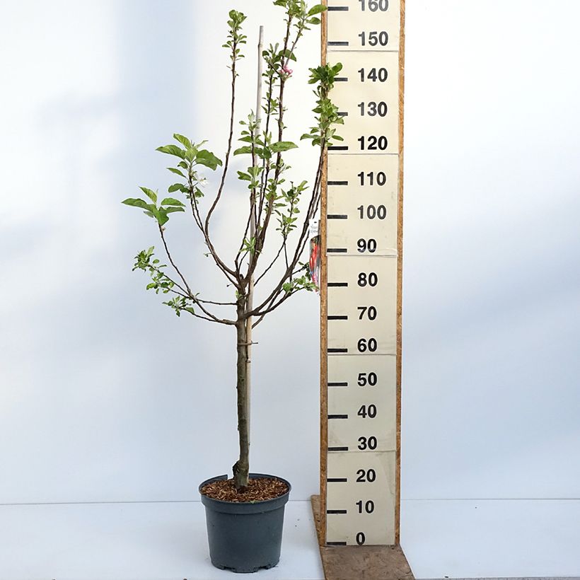 Exemplar von Apfelbaum Ariane - Malus domestica Topf mit 7,5L/10L, Gobelet-Form wie im Frühjahr geliefert