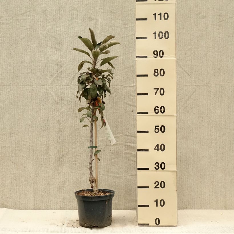 Example of Säulenapfel Red Leaf - Malus ballerina Topf mit 4L/5L as you get in ete