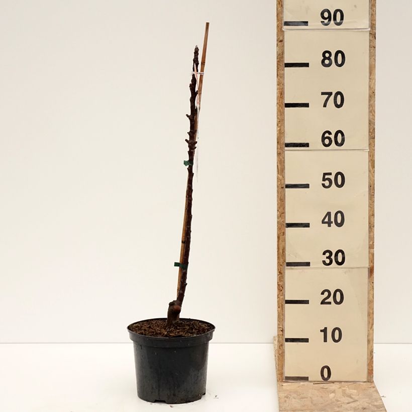 Exemplar von Säulenapfel Red Leaf - Malus ballerina Topf mit 4L/5L wie im Winter geliefert