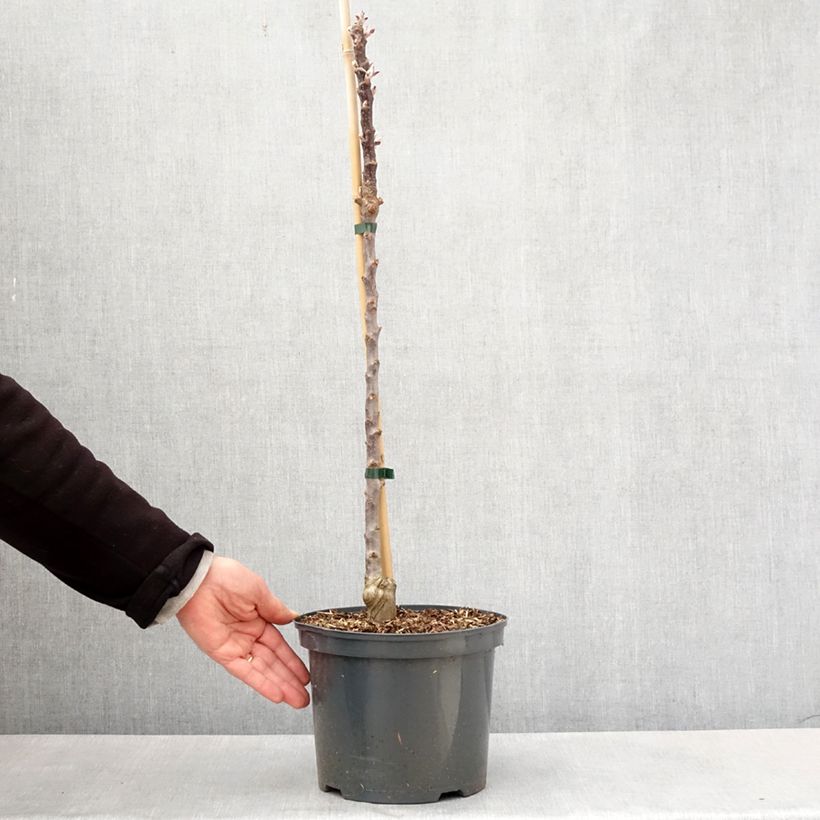 Exemplar von Säulenapfel Red Leaf - Malus ballerina Topf mit 4L/5L wie im Frühjahr geliefert