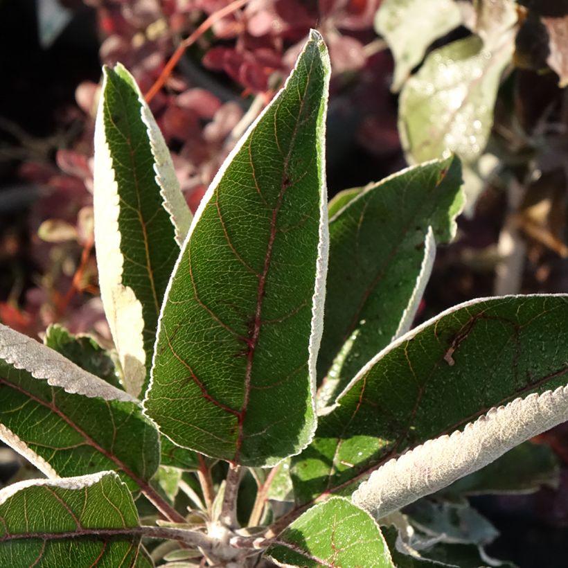 Säulenapfel Red Leaf - Malus ballerina (Foliage)