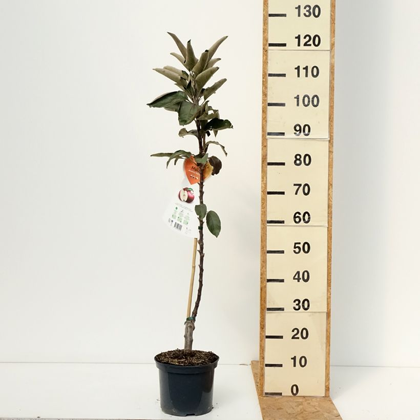 Exemplar von Säulenapfel Red Leaf - Malus ballerina Topf mit 4L/5L wie im Herbst geliefert