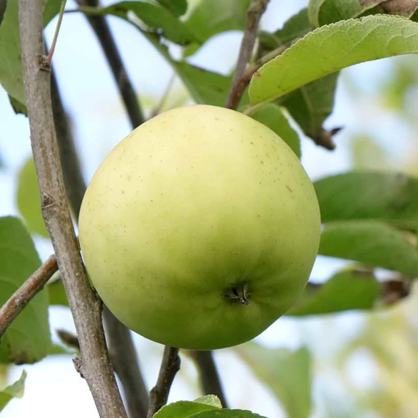 Apfelbaum Belchard ou Chantecler - Malus domestica (Harvest)