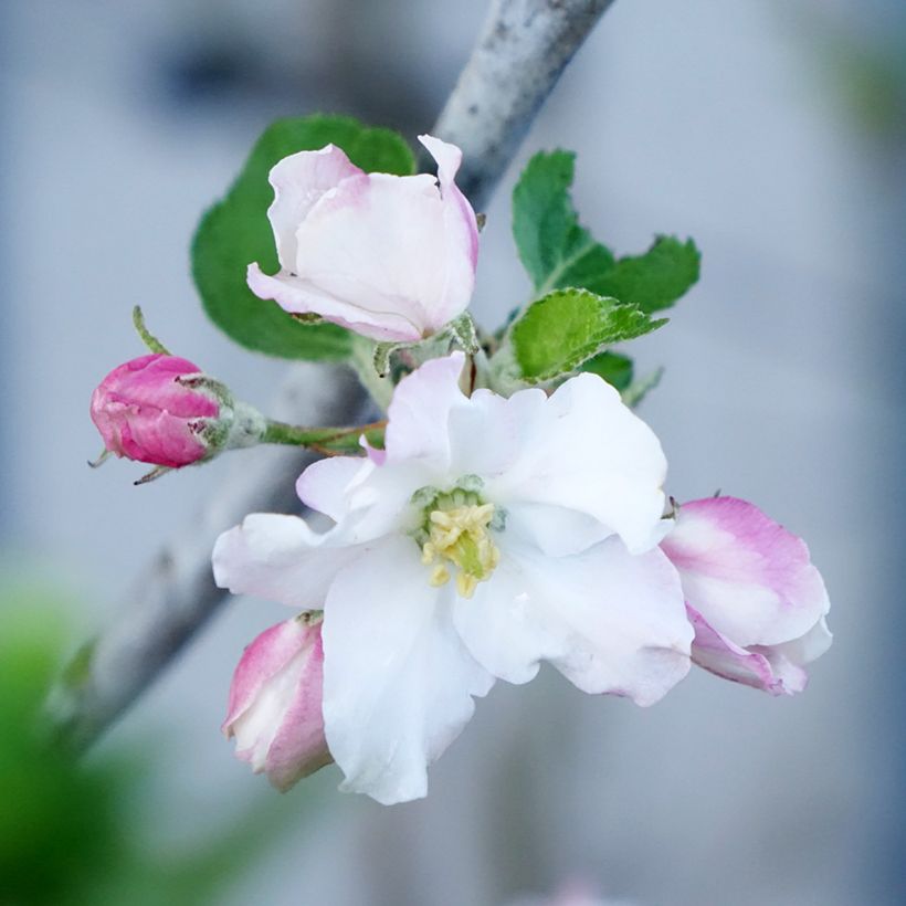 Apfelbaum Belle de Boskoop Bio - Malus domestica (Flowering)